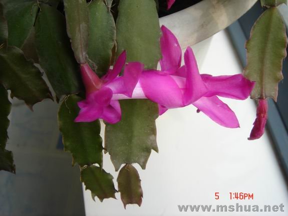 ������С DSC02255.JPG