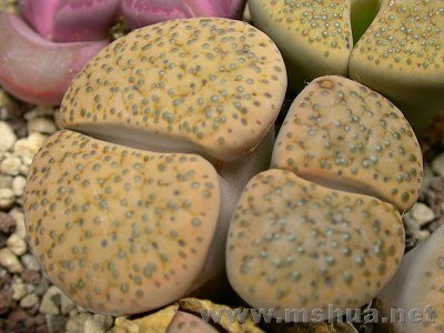 ΢���� (5).jpg