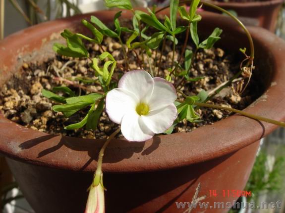 ������С DSC02338.JPG