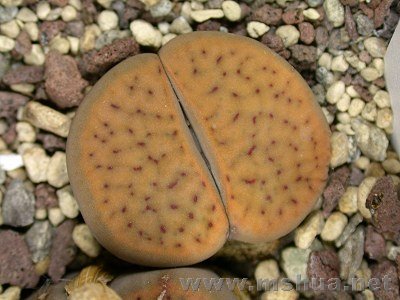 �и��� (5).jpg