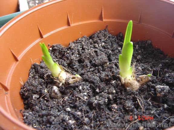 ������С DSC02266.JPG