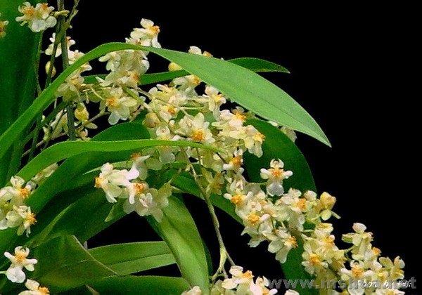 Onc.Twinkle "CT.White Fantasy"