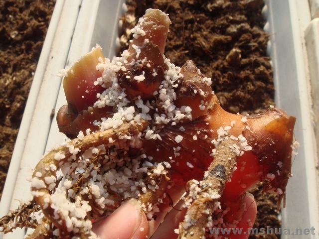 ��͸�Ľ���