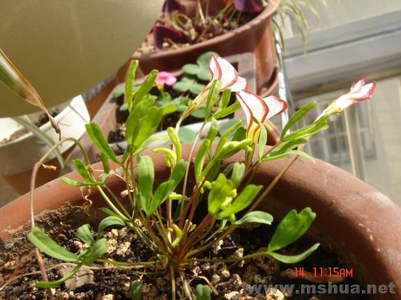 ������С DSC02328.JPG