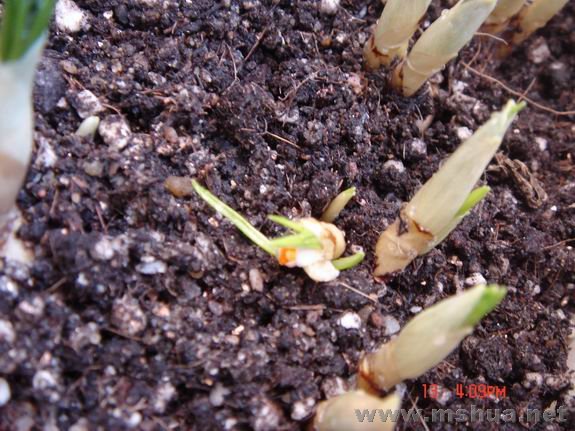 ������С DSC02313.JPG