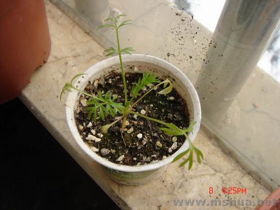 ������С DSC02271.JPG