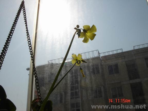 ������С DSC02326.JPG