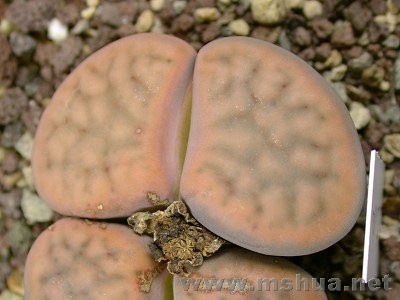 �и��� (4).jpg