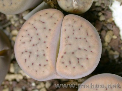 �и��� (3).jpg