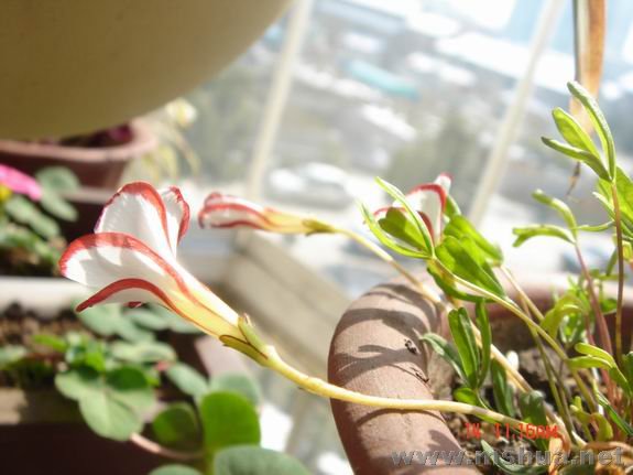 ������С DSC02332.JPG