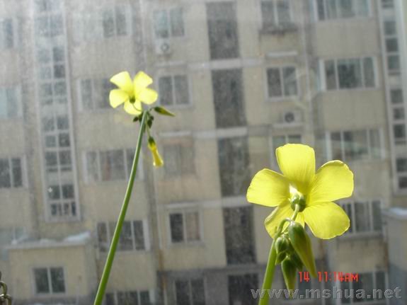 ������С DSC02325.JPG