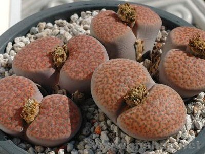 ΢���� (1).jpg