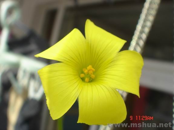 ������С DSC02289.JPG