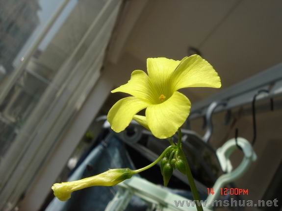 ������С DSC02348.JPG