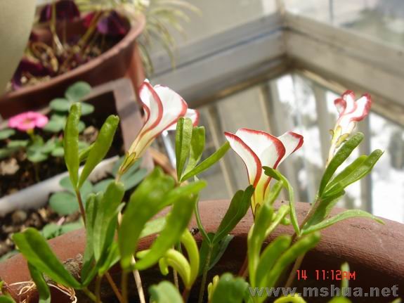 ������С DSC02315.JPG