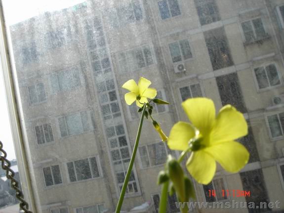 ������С DSC02321.JPG