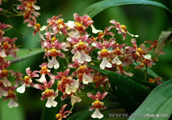 Spcia Color(NO3) �Զ�X������