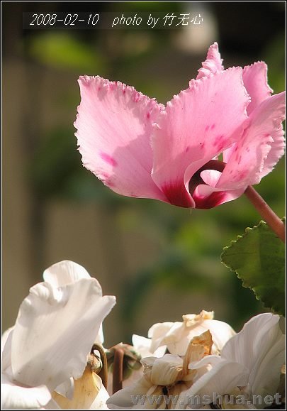 20080210_45c05272ea3ff4ff91cfwyMSZhhYQqa2.jpg