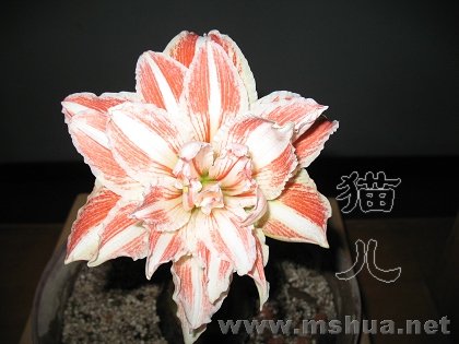 IMG_1144.JPG