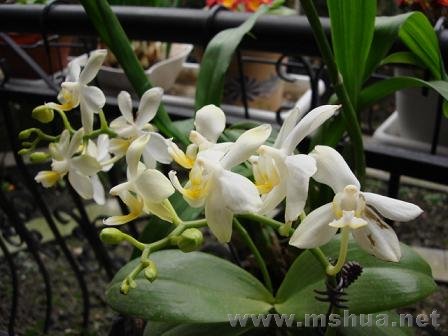 ��˵�����ղ�����