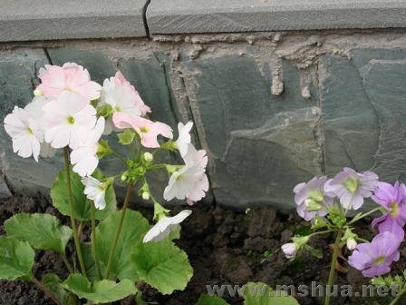 ��Щ��������Ļ���ɫ������ͬ���㱻ż���˳���