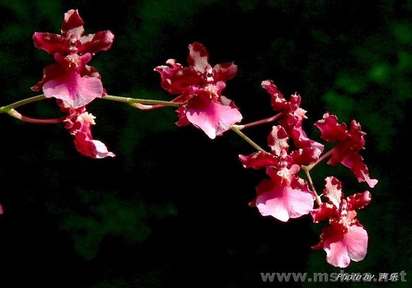 С��ˮ��һƷ�� "����Ů"?