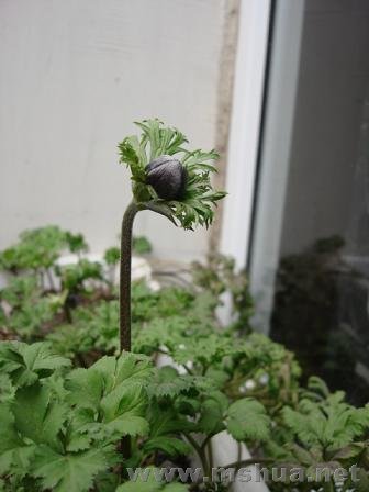 ��������ɫ��