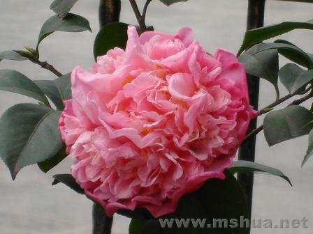 ����һ�Ž���