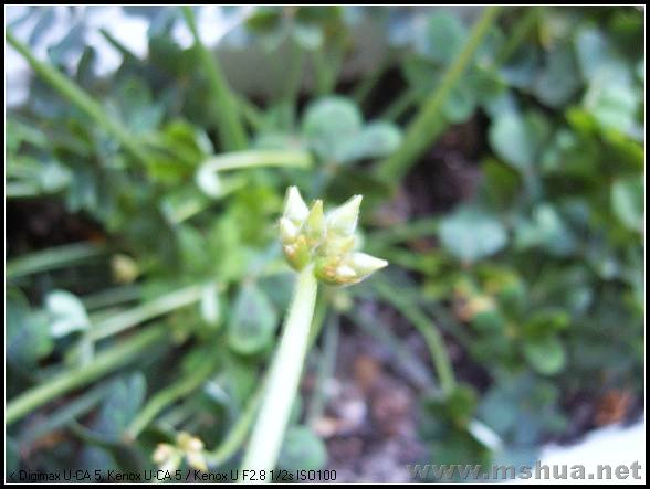 SUC50020_nEO_IMG.jpg