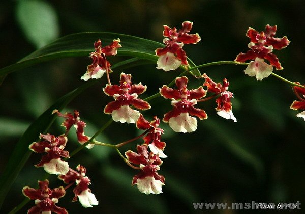 One.Sherry Baby "Ruby Doll"С��ˮ