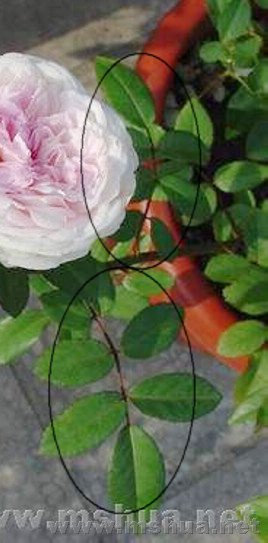 20080215_e7be082577b41e0f1aa7fYI1E7jDwB48,.jpg