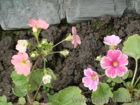 ����������Щ������ɫ�е�֣������������ô��չ