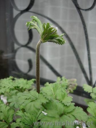 �ϰ���Ӣ����������������������˺þò��л���