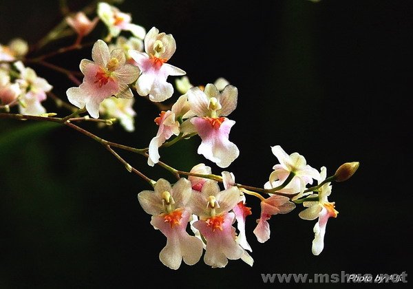 Lnpc.��Twinkle X utricuiariodes��"CT-Mono" С�Һ�