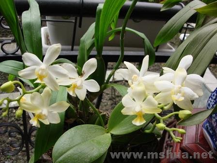 ��ɫ��С�������Һ��ټ���