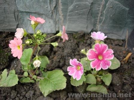 �ڻ����ε���ר�����۵Ļ���