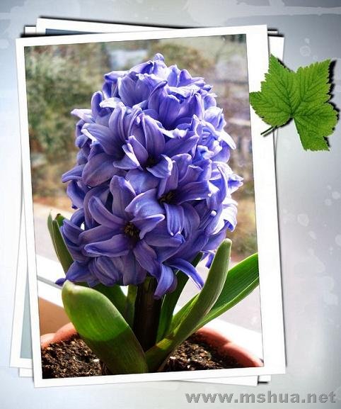 ��ȫʢ�������Ƕ�¥�ﻨ��������ǩ���ǿ�