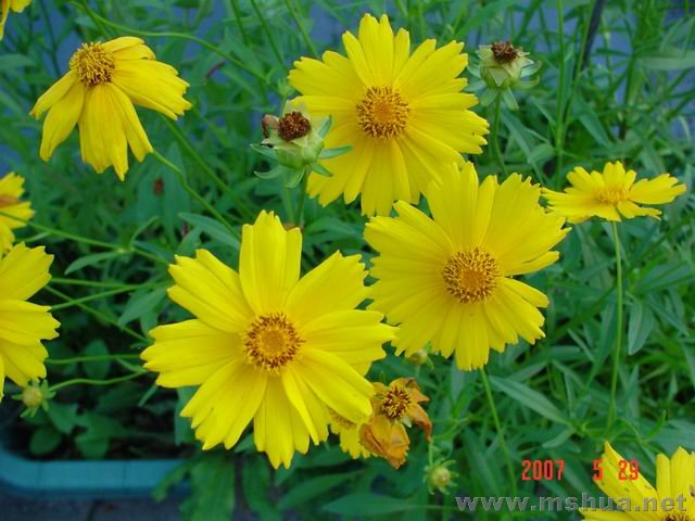 ������С DSC02901.JPG