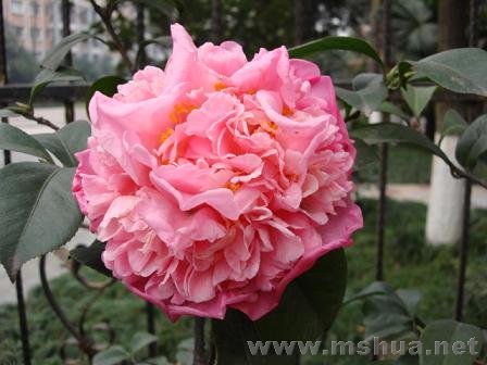 ���ڿ��Ĳ軨�·��������ǰ������ɫҪǳЩ