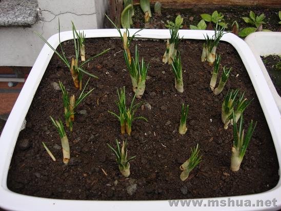 �մӵ�����ֲ����ʮ�߿�ެ����һ������������