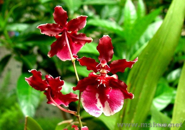 ��ˮ��һ��Ʒ��