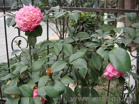 �ö໨�������Ҷ�����棬��֪�ǵ͵����Ǻ���