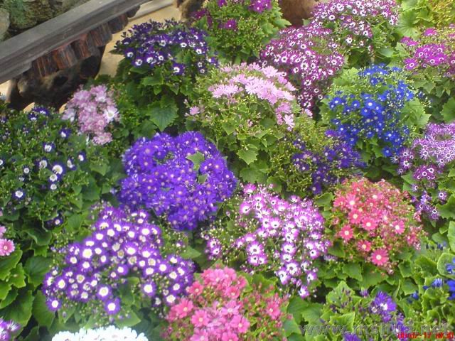 ������С DSC00633.JPG