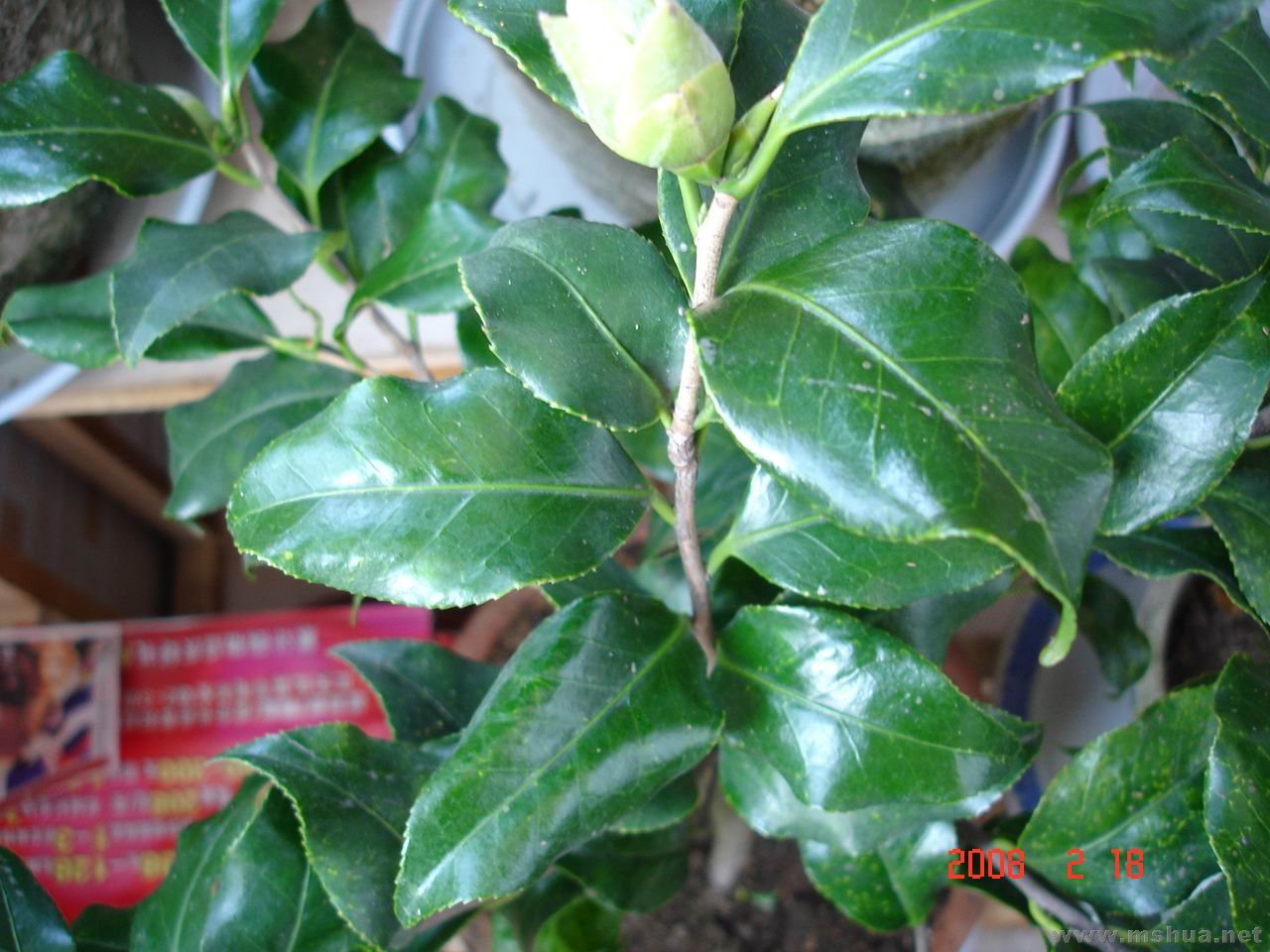 DSC04210.jpg