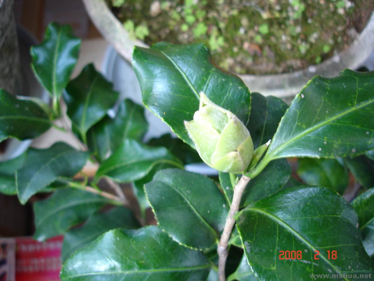 DSC04211.jpg