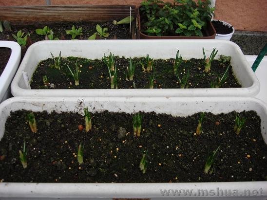 ȥ�����ڳ��������ެ