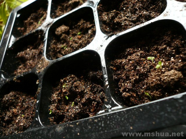 ����С�ĺɰ��������������ұ������ǰ�ţ���������˰���²ŷ�ѿ������ʱ��ţ����ͷ�ѿ��