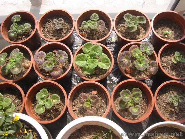 ������ɹ̫��~~