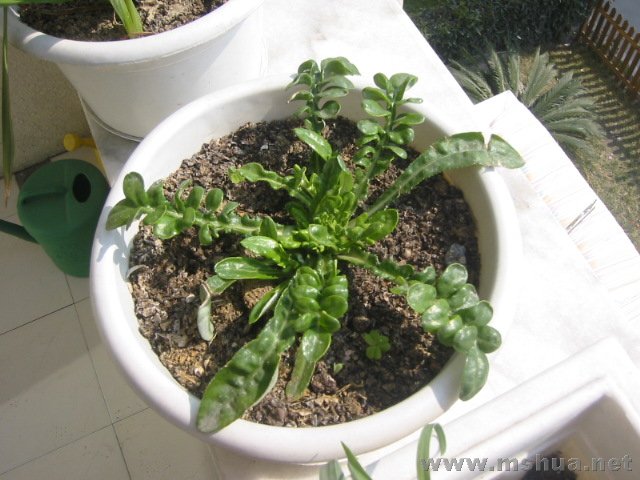 ��֪ʲôʱ���Ա�ð��2��������