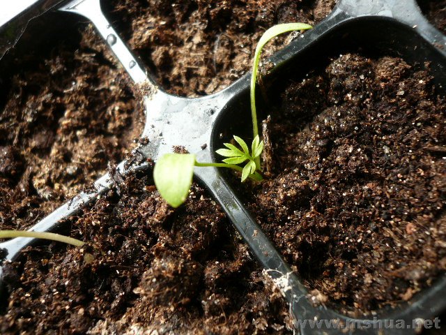 ���ֲݣ����Ϊɶûͽ������ʵ�Ѿ��������˲����ϵļ����������Ȼ������Ҷ����